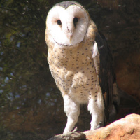 African Grass Owl