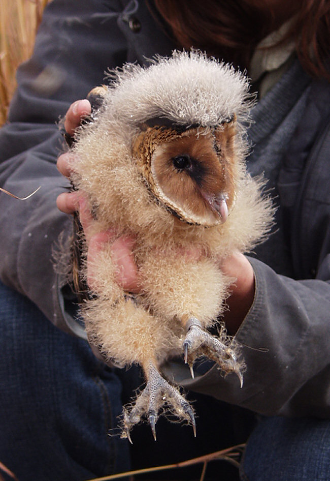 A fluffy African Grass Owl chick about to be released by Hayley Komen