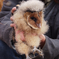 African Grass Owl