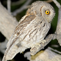 African Scops Owl