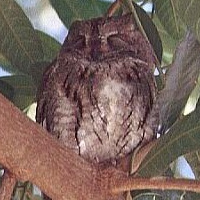 African Scops Owl