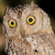 African Scops Owl