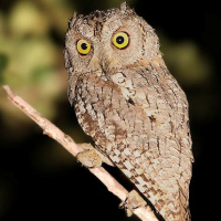 African Scops Owl