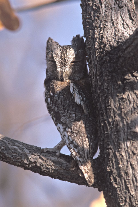 African Scops Owl in the fork of a tree with its head turned back by Greg Lasley