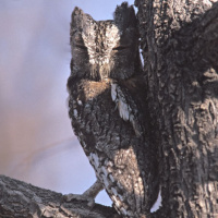 African Scops Owl