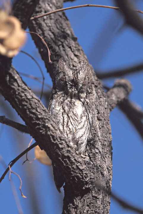 African Scops Owl well camouflaged in the fork of a tree by Greg Lasley