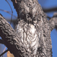 African Scops Owl