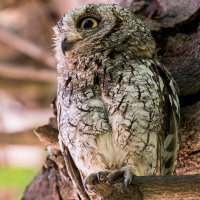 African Scops Owl