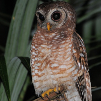 African Wood Owl