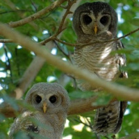 African Wood Owl