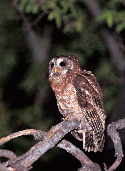African Wood Owl perched on a bare branch at night by Greg Lasley