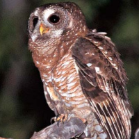 African Wood Owl