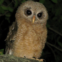 African Wood Owl