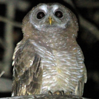 African Wood Owl