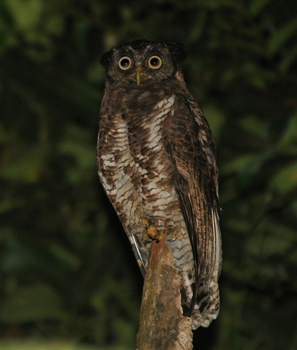 Akun Eagle Owl perched on a small tree stump at night by Alan Van Norman