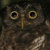 Akun Eagle Owl