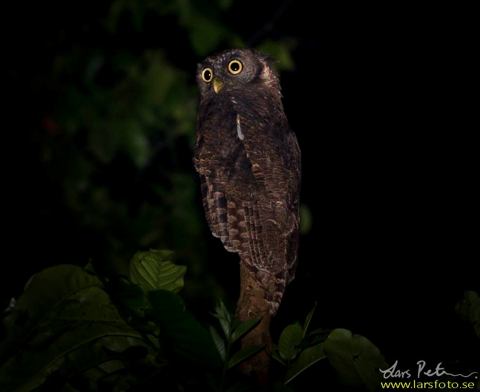 Rear view of an Akun Eagle Owl looking back at night by Lars Petersson