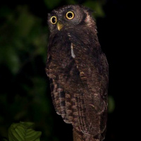 Akun Eagle Owl