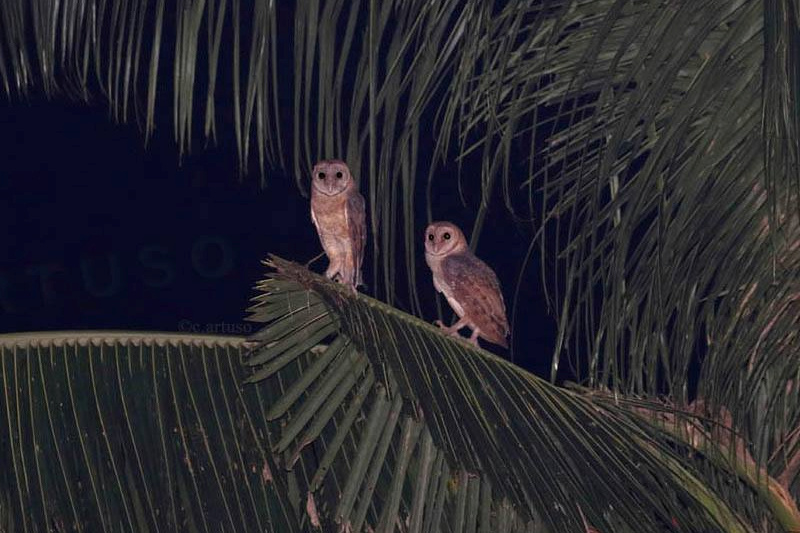 Two Andaman Masked Owls perched on a palm branch at night by Christian Artuso