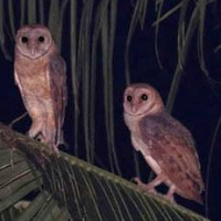 Andaman Masked Owl