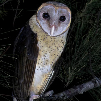 Andaman Masked Owl