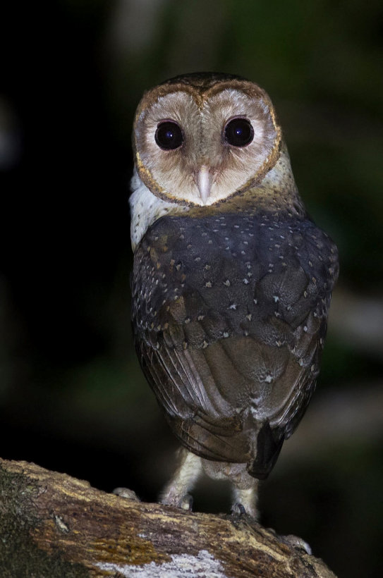 Rear view of an Andaman Masked Owl looking back at us by Sarwan Deep Singh