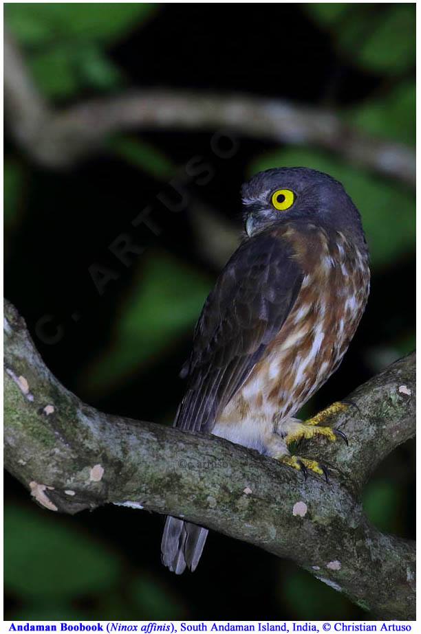 Side view of an Andaman Hawk Owl looking back over its shoulder at night by Christian Artuso