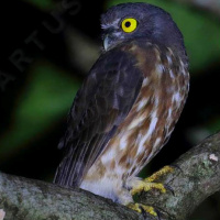 Andaman Hawk Owl