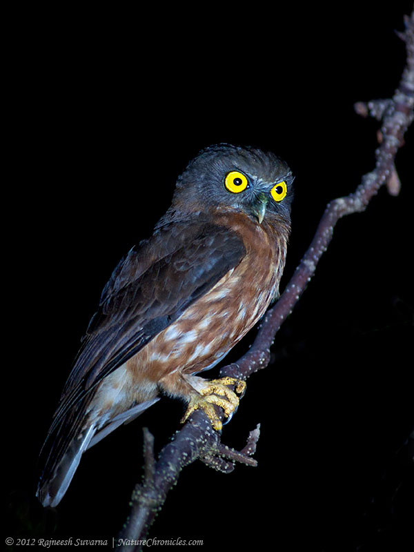 Andaman Hawk Owl stares with fierce yellow eyes by Rajneesh Suvarna