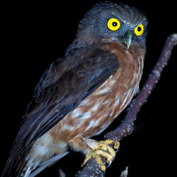 Andaman Hawk Owl