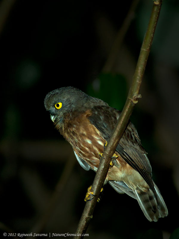Side view of an Andaman Hawk Owl looking intently by Rajneesh Suvarna