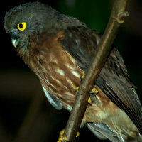 Andaman Hawk Owl