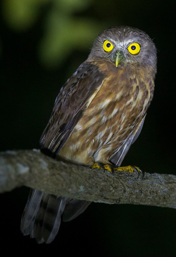 Close view of an Andaman Hawk Owl perched on a branch looking to the side by Sarwan Deep Singh