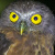 Andaman Hawk Owl