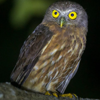 Andaman Hawk Owl