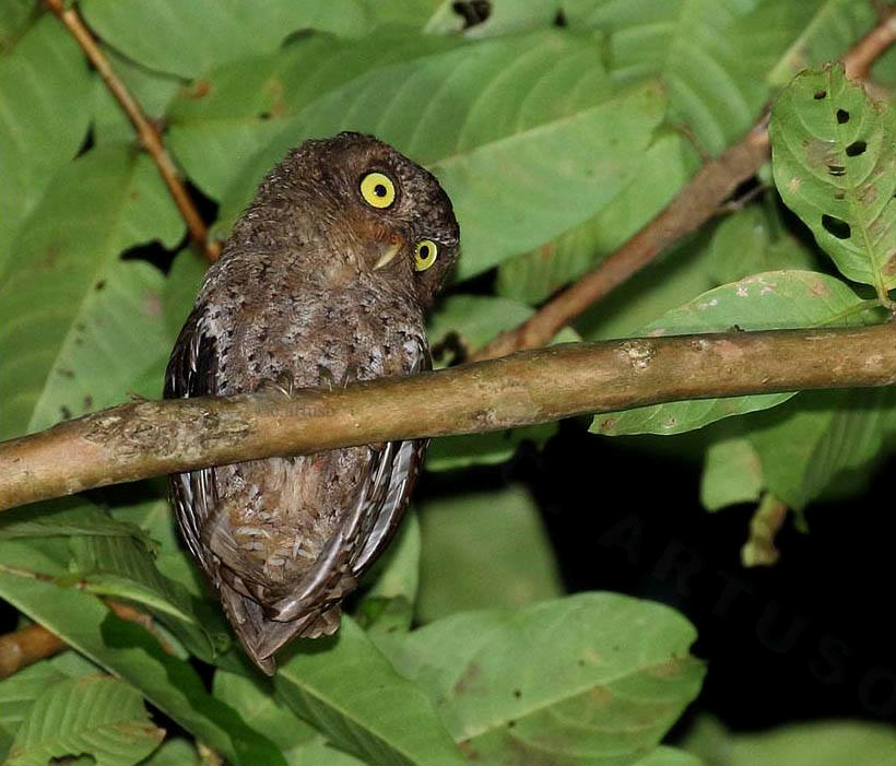 Andaman Scops Owl high in a tree under the leaves at night by Christian Artuso