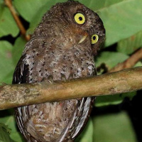 Andaman Scops Owl