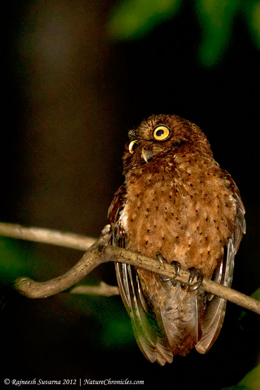 Andaman Scops Owl looks off into the distance by Rajneesh Suvarna