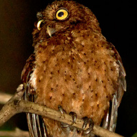 Andaman Scops Owl