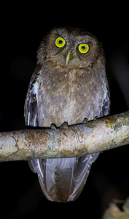 Close view of an Andaman Scops Owl perched on a thick branch at night by Sarwan Deep Singh