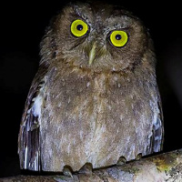 Andaman Scops Owl