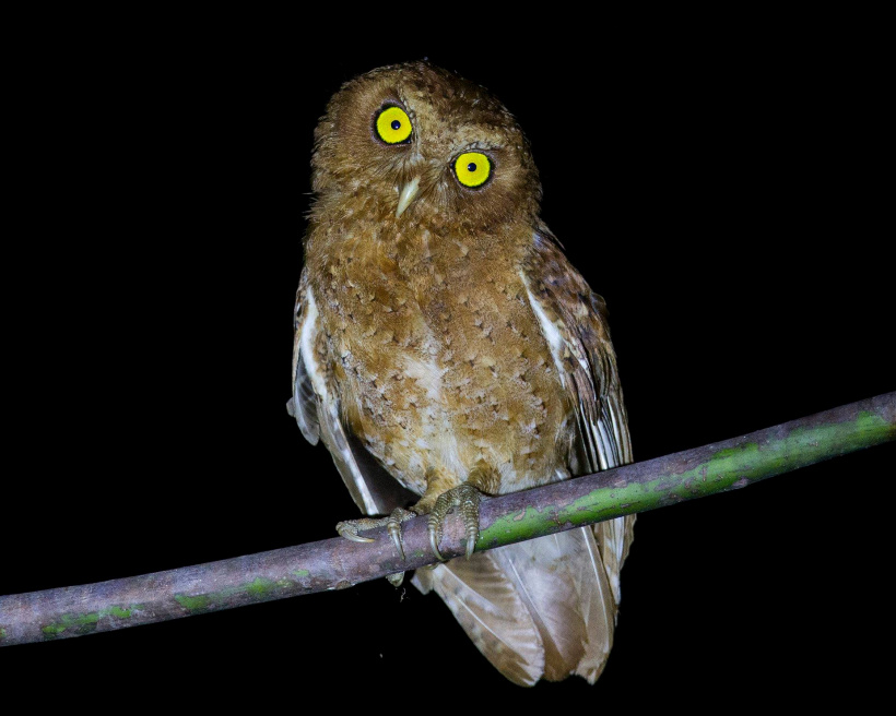 Andaman Scops Owl tilts its head while looking at us by Sarwan Deep Singh