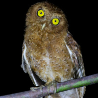 Andaman Scops Owl