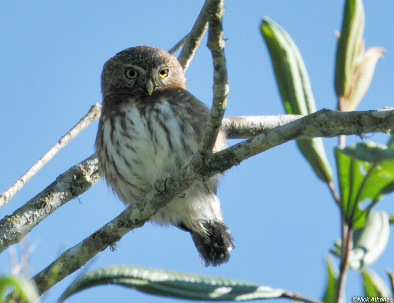 Andean Pygmy Owl perched up in a tree during the day by Nick Athanas