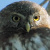 Andean Pygmy Owl