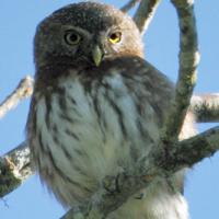 Andean Pygmy Owl