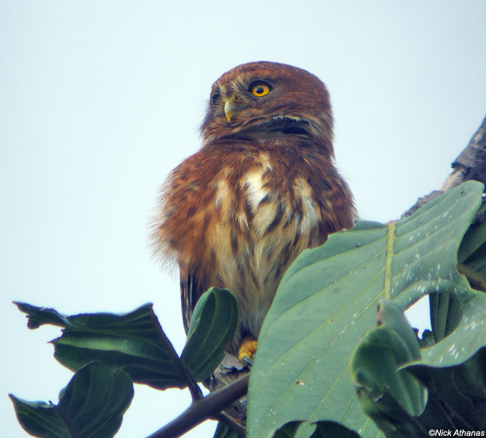 Andean Pygmy Owl on a leafy branch looking to the side by Nick Athanas