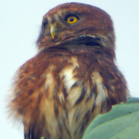 Andean Pygmy Owl
