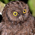 Anjouan Scops Owl