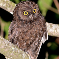 Anjouan Scops Owl